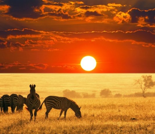 В Safari обнаружили опасную уязвимость